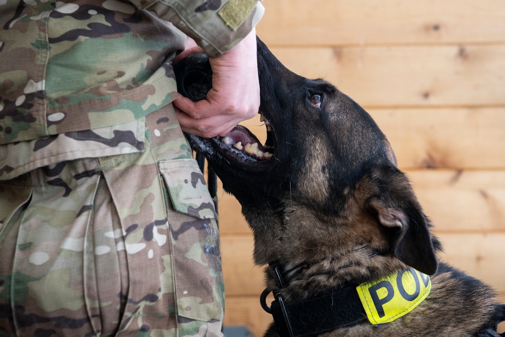 Air Force military working dog teams sharpen skills at JBER, Alaska