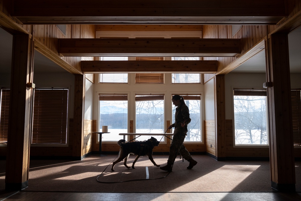 Air Force military working dog teams sharpen skills at JBER, Alaska