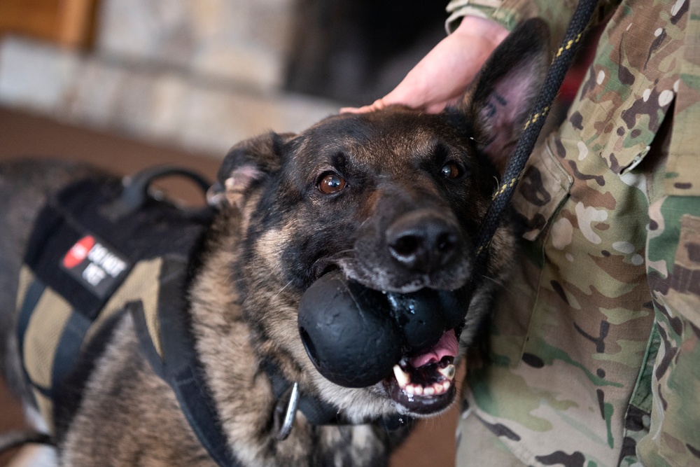 Air Force military working dog teams sharpen skills at JBER, Alaska