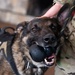 Air Force military working dog teams sharpen skills at JBER, Alaska