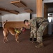 Air Force military working dog teams sharpen skills at JBER, Alaska