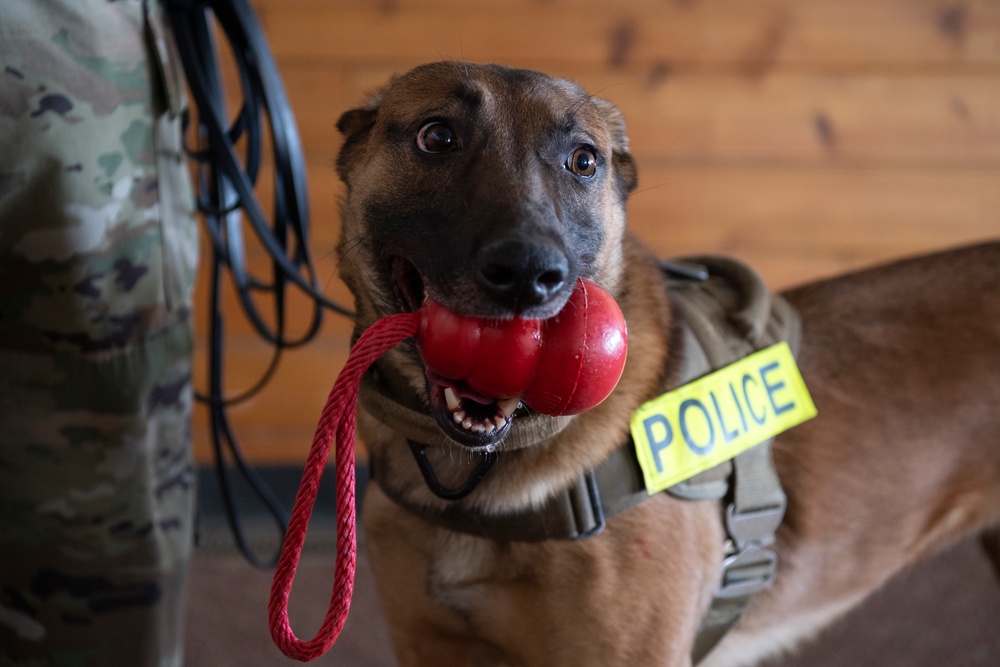 Air Force military working dog teams sharpen skills at JBER, Alaska