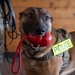 Air Force military working dog teams sharpen skills at JBER, Alaska