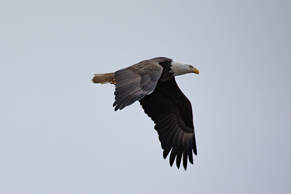 People Flock to see Eagles Soar