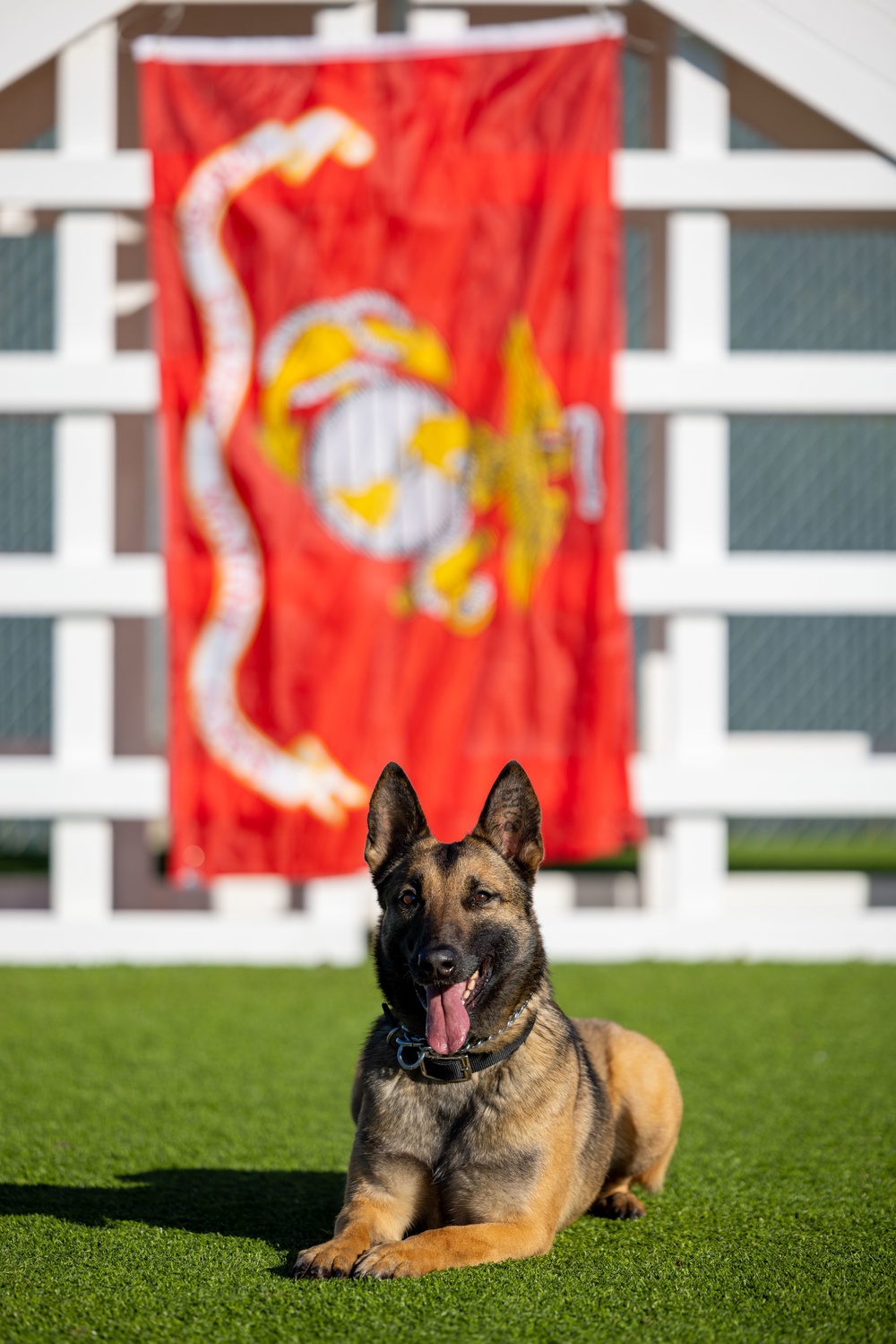 Camp Pendleton celebrates National K9 Veterans Day