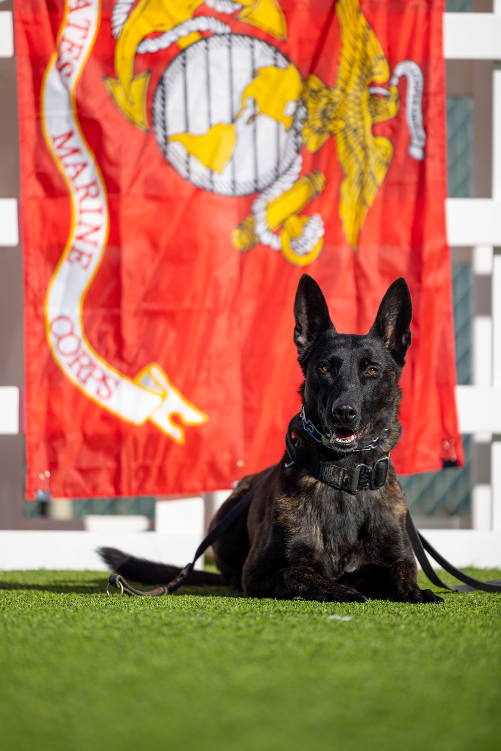 Camp Pendleton celebrates National K9 Veterans Day