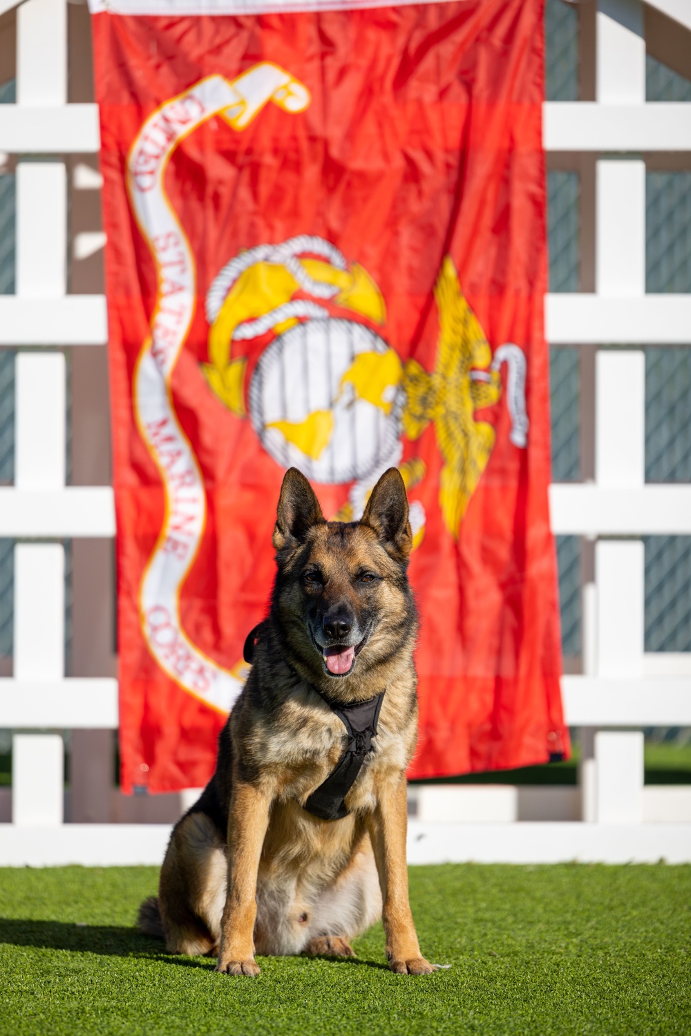 Camp Pendleton celebrates National K9 Veterans Day