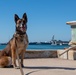 Team Rota: Military Working Dog Tara