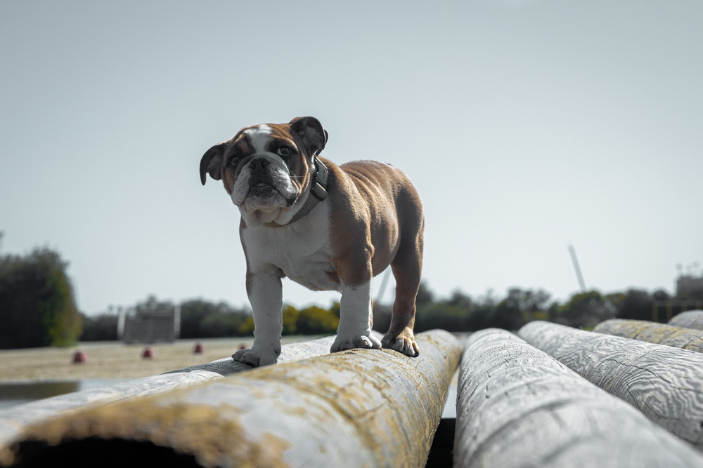 Bruno Confidence Course and Log Drills