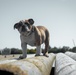 Bruno Confidence Course and Log Drills