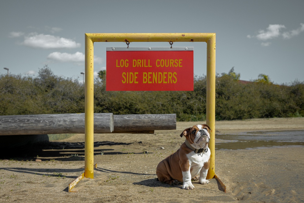 Bruno Confidence Course and Log Drills