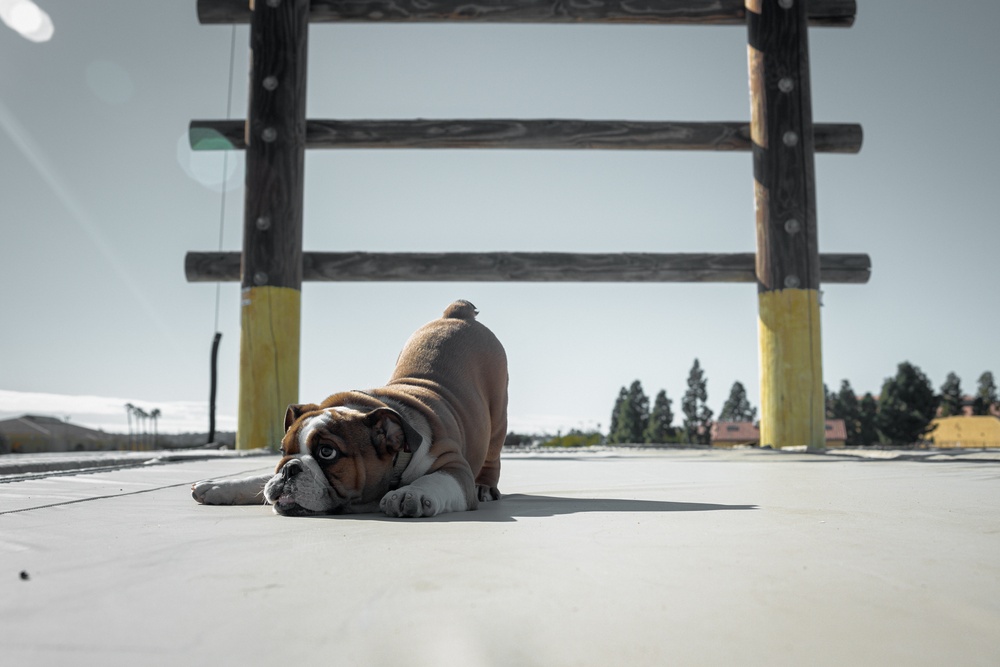 Bruno Confidence Course and Log Drills