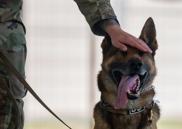 Honoring Tyndall's furry veterans