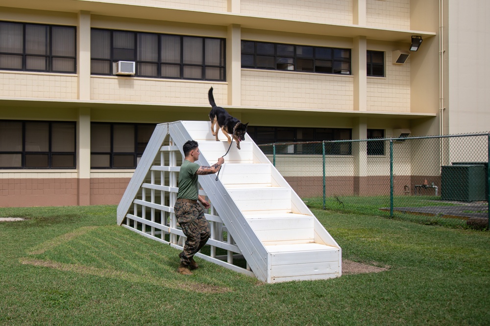 Military working dog demonstration for DEFY, MCBH