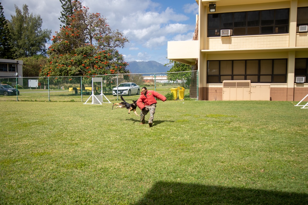 Military working dog demonstration for DEFY, MCBH