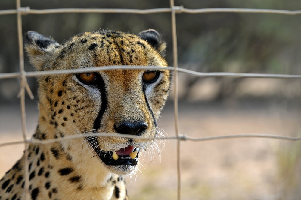 Five Countries Run 10K in Cross du Refuge Décan to Raise Money for Local Wildlife Refuge