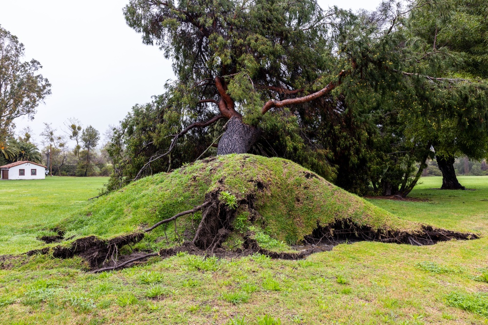 Storm causes trees to fall at Pendleton ranch house