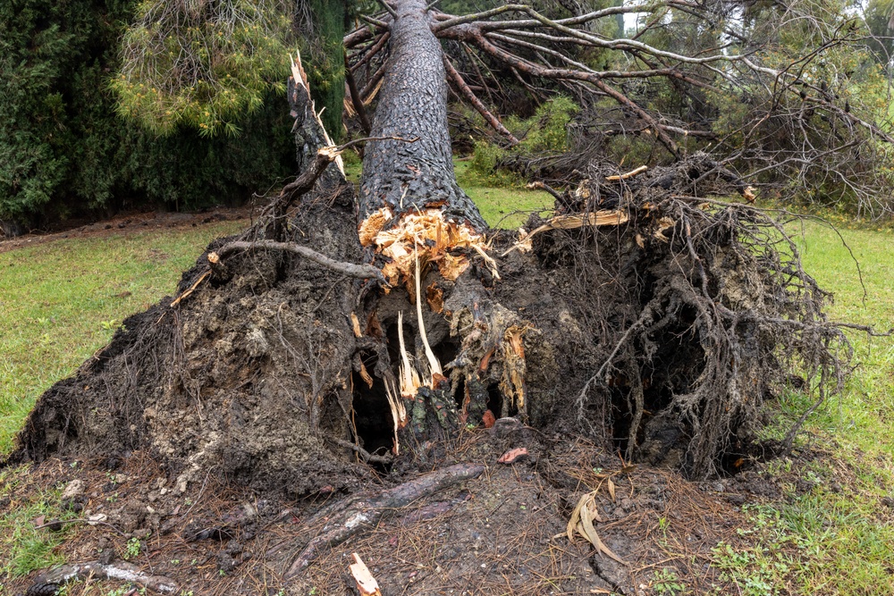 Storm causes trees to fall at Pendleton ranch house