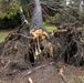 Storm causes trees to fall at Pendleton ranch house