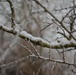 Freezing fog over Hohenfels
