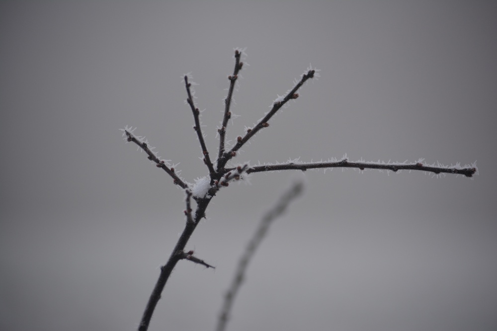 Freezing fog over Hohenfels