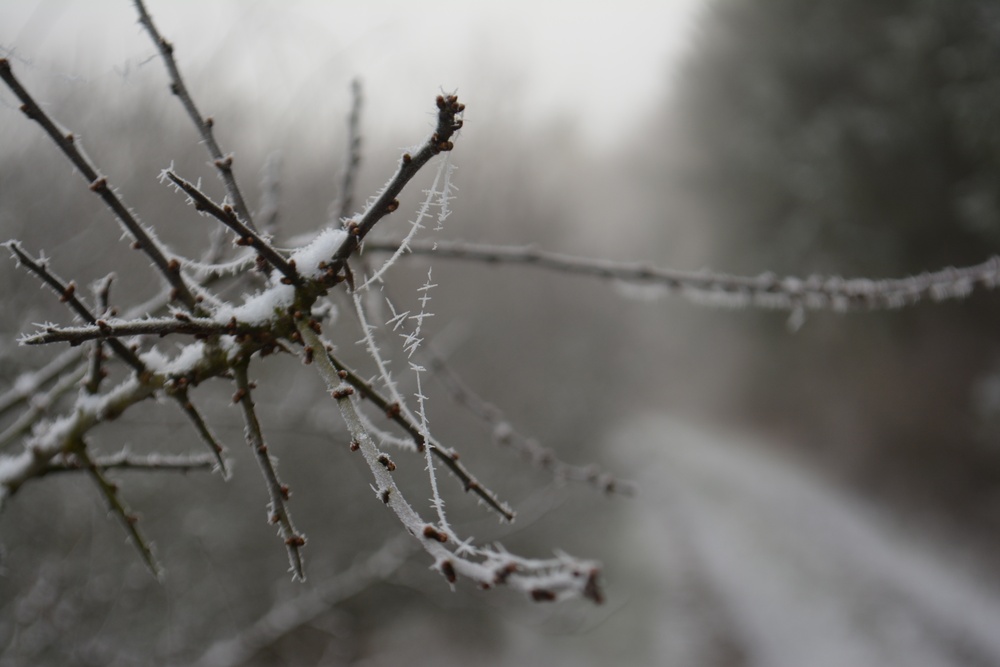 Freezing fog over Hohenfels, its spiders
