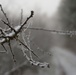 Freezing fog over Hohenfels, its spiders