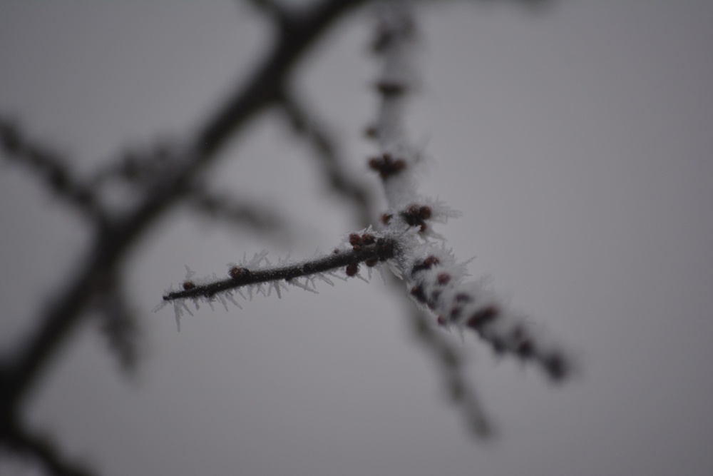 Freezing fog over Hohenfels, its branches