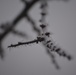 Freezing fog over Hohenfels, its branches
