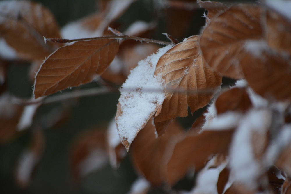 DVIDS - Images - Freezing fog over Hohenfels, its desiccated leaves ...