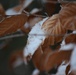Freezing fog over Hohenfels, its desiccated leaves