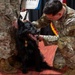 Military Working Dog Cento Retires after Eight Year of Service