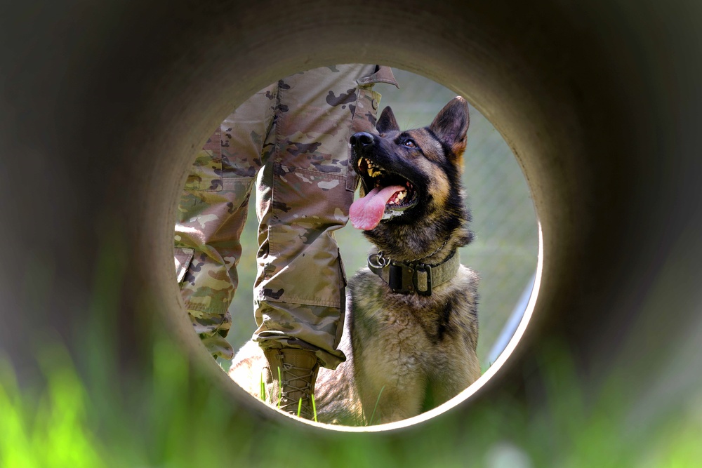 Military Working Dog makes mark on Enterprise Access Management Service-Army page