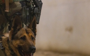 Dutch Marines conduct Infantry Immersion Training