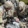 4th Cav Soldiers Be All They Can Be By Earning Their Spurs