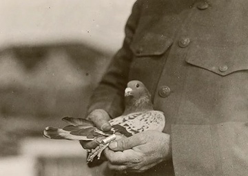 Army Sells Its Last Homing Pigeon