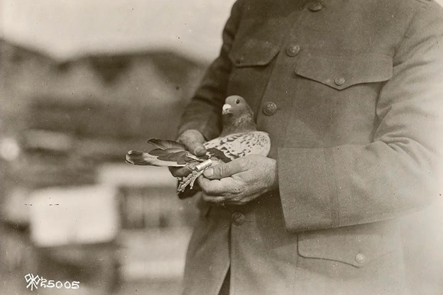 Army Sells Its Last Homing Pigeon