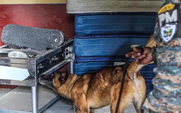 Green Berets teach Guatemalan partners K-9 Handling skills