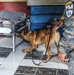 Green Berets teach Guatemalan partners K-9 Handling skills