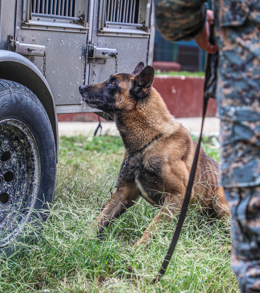 Green Berets teach Guatemalan partners K-9 Handling skills