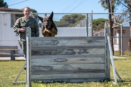 Man's Best Friend: The Dogs of Naval Station Rota's Military Working Dog Program