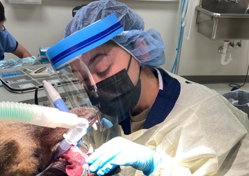 Holloman dental clinic implements new technology