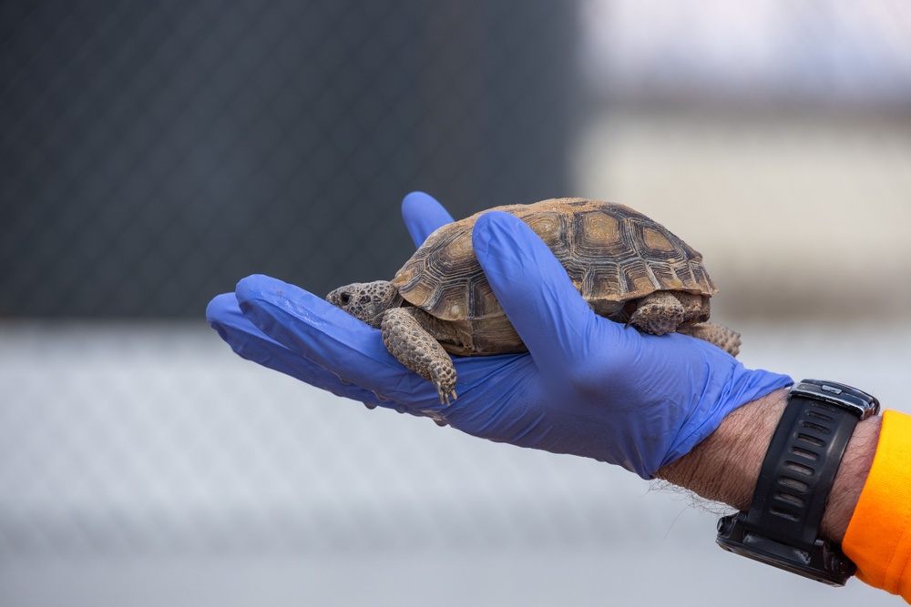 Visitors from Bureau of Land Management visit MCAGCC Desert Tortoise habitat