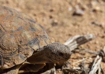 Visitors from Bureau of Land Management visit MCAGCC Desert Tortoise habitat