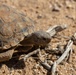 Visitors from Bureau of Land Management visit MCAGCC Desert Tortoise habitat