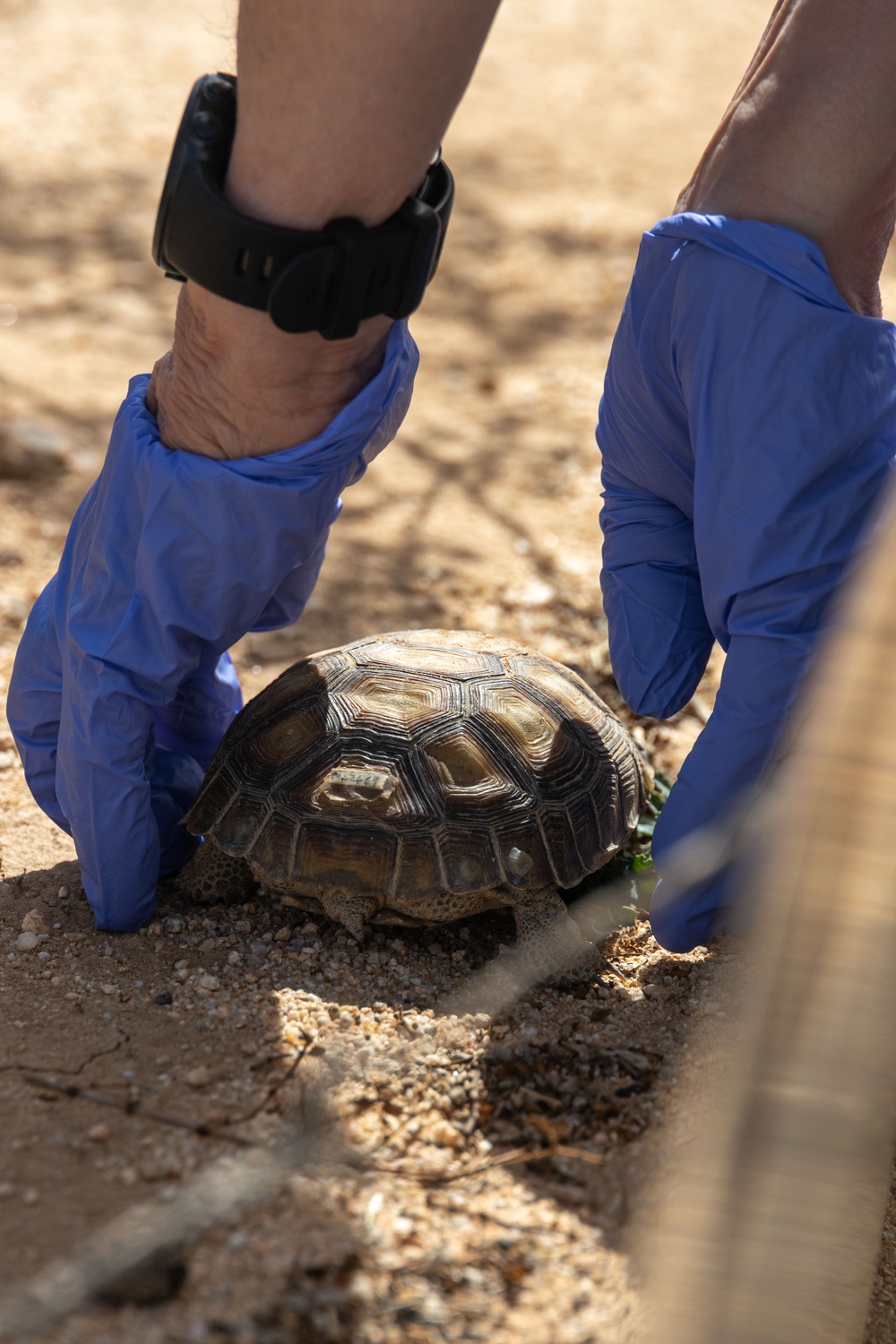 Visitors from Bureau of Land Management visit MCAGCC Desert Tortoise habitat