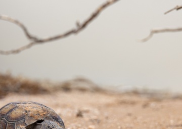 Visitors from Bureau of Land Management visit MCAGCC Desert Tortoise habitat