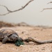 Visitors from Bureau of Land Management visit MCAGCC Desert Tortoise habitat