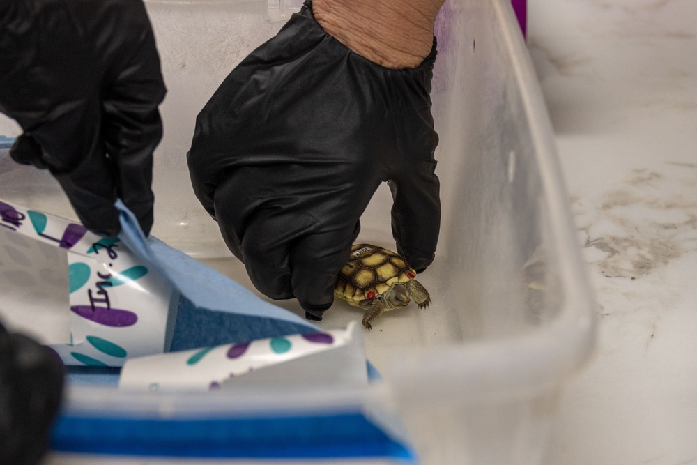 Visitors from Bureau of Land Management visit MCAGCC Desert Tortoise habitat