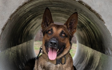 Military Working Dogs appreciation
